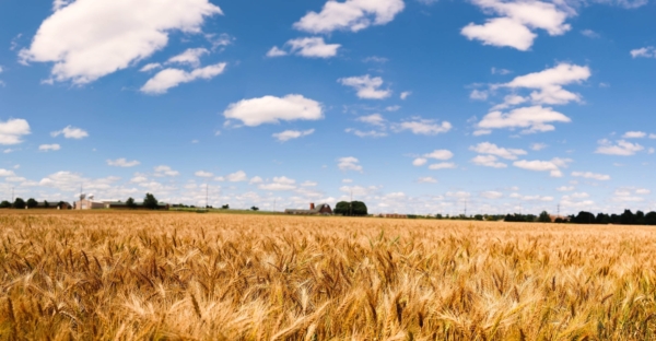 In collaboration with other institutions across the United States, the Oklahoma State University Wheat Improvement Team is working to increase the amount of fiber in wheat. (Photo by Mitchell Alcala, OSU Agriculture)