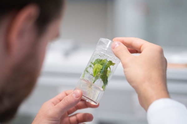 Photo credit: Phytoform.