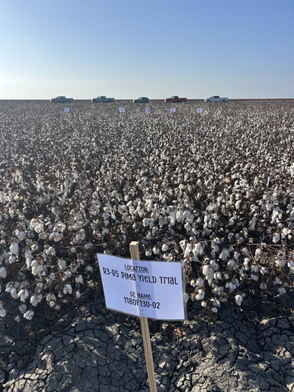 PhytoGen brand PHY 859 RF is the newest Pima variety available from PhytoGen cottonseed, offering premium yield potential combined with increased Fusarium Race 4 (FOV4) tolerance and improved fiber quality. After extensive testing in breeding and third-party trials like this location in Corcoran, California, PHY 859 RF was advanced for the 2026 season. Photo credit: Corteva.