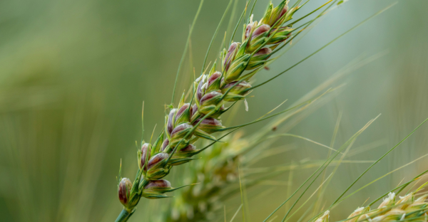Oklahoma State University’s new purple wheat variety, OSU-P92, has disease resistance, baking quality and health benefits. The variety has three times the anthocyanins, the same food pigments found in pomegranates and blueberries, as traditional hard red winter wheat. Photo credit: Todd Johnson, OSU Agriculture.