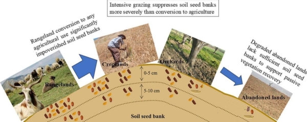 Taken from “Soil seed bank resilience after rangeland conversion: implications for restoring abandoned agricultural lands” published in Science of the Total Environment.