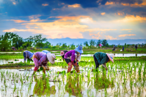 Despite rising fertilizer and energy prices, global rice prices have fallen in recent weeks.