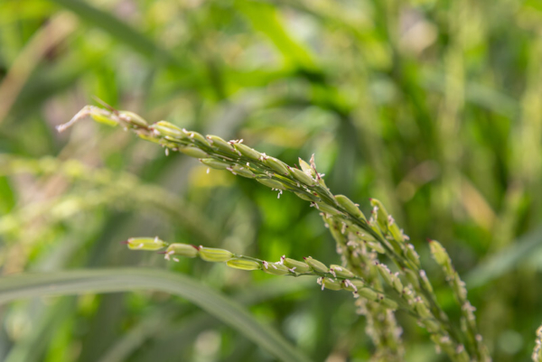 Photo credit: Paden Johnson/University of Arkansas Division of Agriculture.