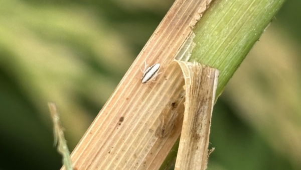Rice delphacid, a damaging pest in Texas rice production, moved into the state this year, with a population confirmed in Stoneville and reported in some south Delta counties. Image courtesy of Mississippi State University Extension Service/Morgan Hutton.