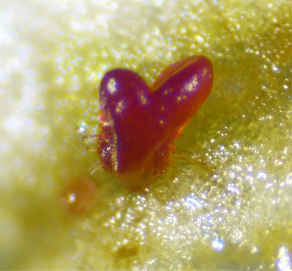 A somatic embryo that regenerated after induction of PLT/WOX genes in lettuce explants. Image courtesy of Wageningen University & Research.