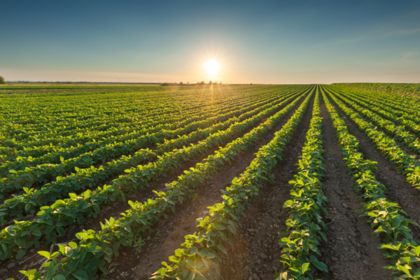 Acreage shifts, steady crush demand, and weather risks offer cautious optimism for growers.
