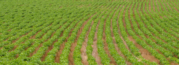 Marestail, a winter annual weed that comes up in either the fall or spring, can negatively impact soybean yields. Photo credit: Kansas State University.
