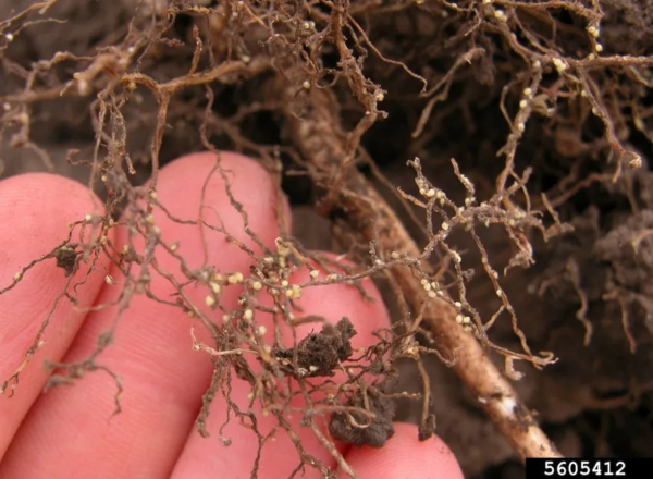 Soybean root infested with SCN. Photo credit: Craig Grau, Bugwood.org
