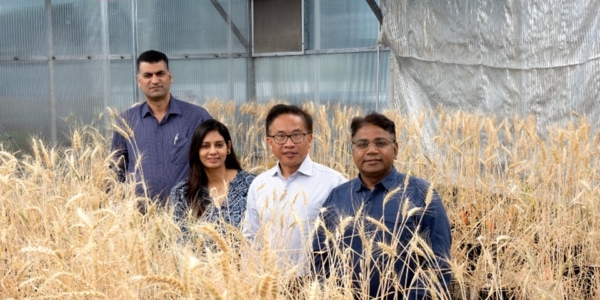 An international consortium of more than 80 researchers from over 30 institutions across nine countries is calling for a coordinated, worldwide effort to map gene expression across every cell type and developmental stage of wheat. Photo credit: Murdoch University.
