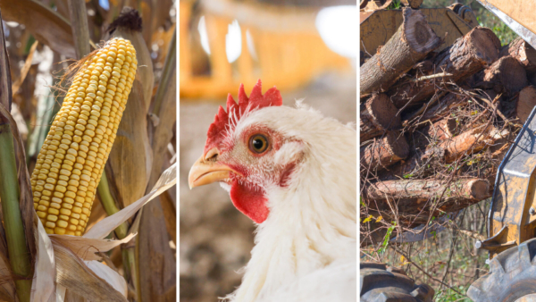 Mississippi posted an estimated $9.51 billion agricultural value in 2025. Poultry remains the state’s top ag commodity, followed by forestry and row crops. Image courtesy of MSU Extension Service/Kevin Hudson and Adobe Stock/Duck Stock.