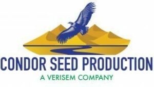 Condor Seed Production