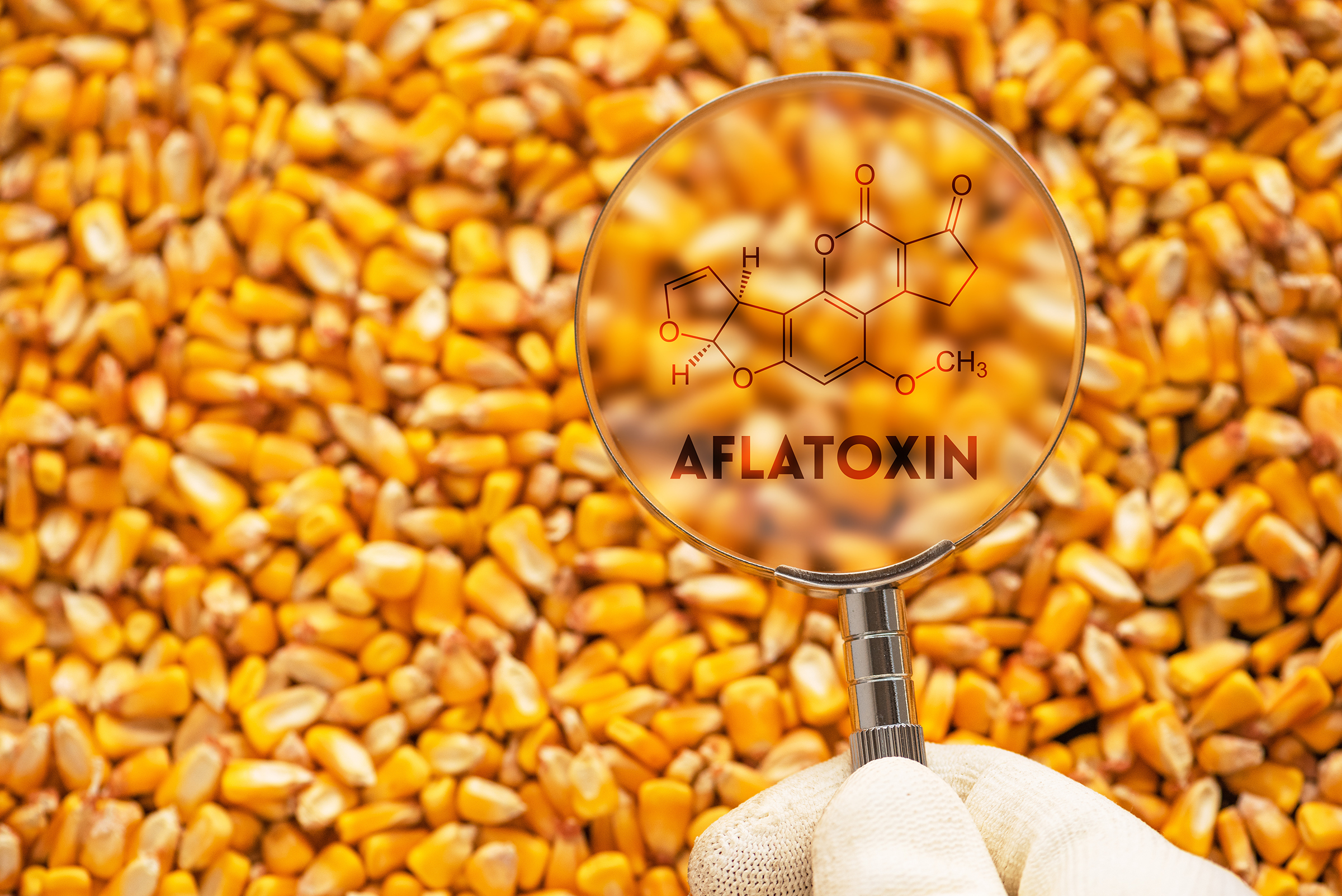 Mycotoxin-Aflatoxin.jpg#asset:217071