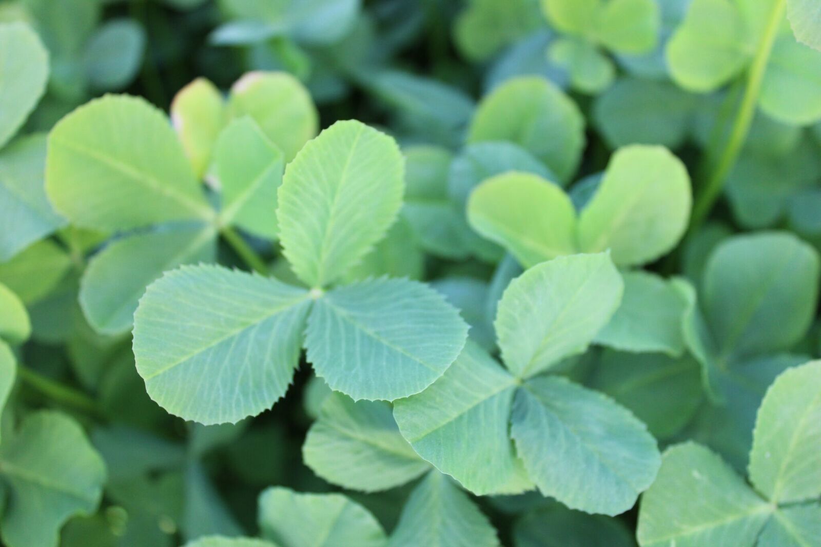 FirstOfItsKind Cold Tolerant Balansa Clover Receives U.S. Patent