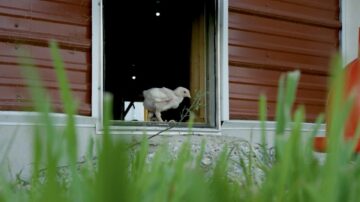 A chicken at Perdue Farms’ Research Farm in Westover, Maryland ventures outdoors