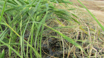 At a USDA greenhouse, a susceptible wheat cultivar died at 3 weeks after infestation (right), while a breeding line carrying a Russian wheat aphid resistance gene still grew well (left). Credit: Xiangyang Xu