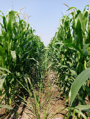 Image courtesy of the Indian Council of Agricultural Research.
