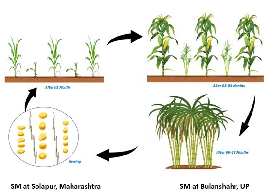 Image courtesy of the Indian Council of Agricultural Research.