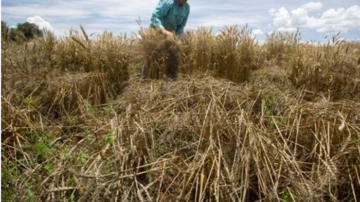 Image courtesy of University of Minnesota, and USDA ARS