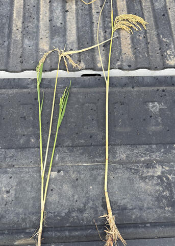 Rice split stem, a condition where rice plants form an additional tiller on an upper node of the plant, cost some acreage up to 100 bushels per acre yield loss. Image courtesy of Mississippi State University Extension Service/Will Eubank.