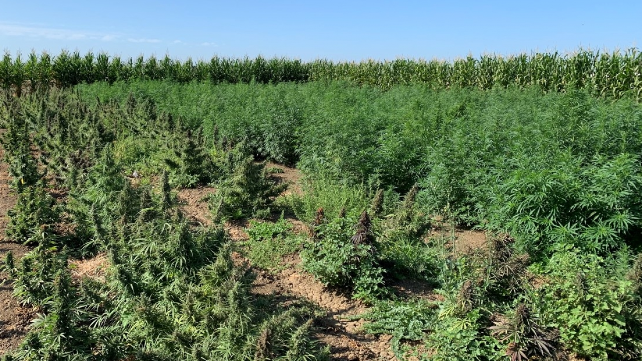 University of California Hemp Research Already Yielding Results Seed