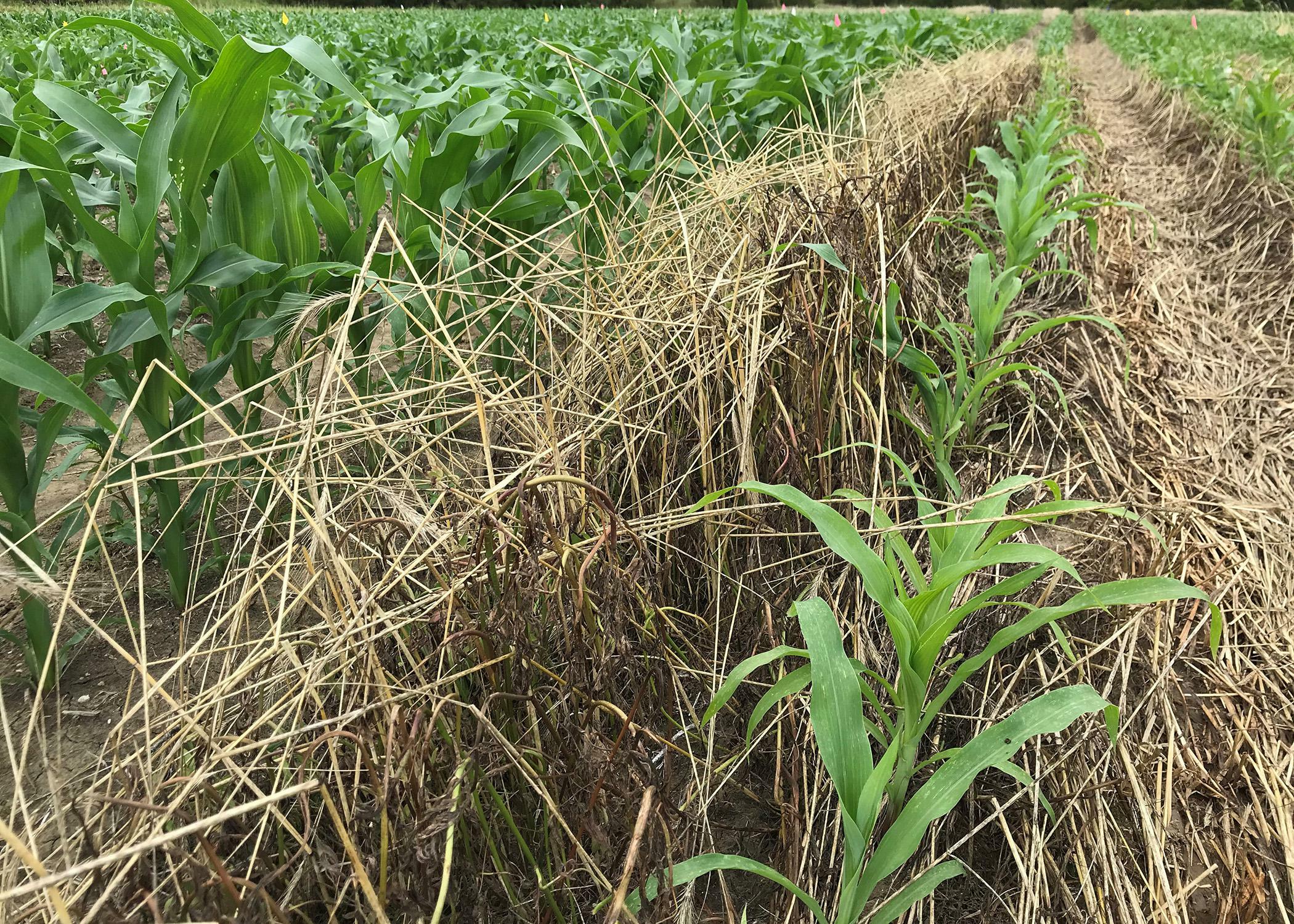 Corn Can Benefit From Managed Cover Crops Seed Today