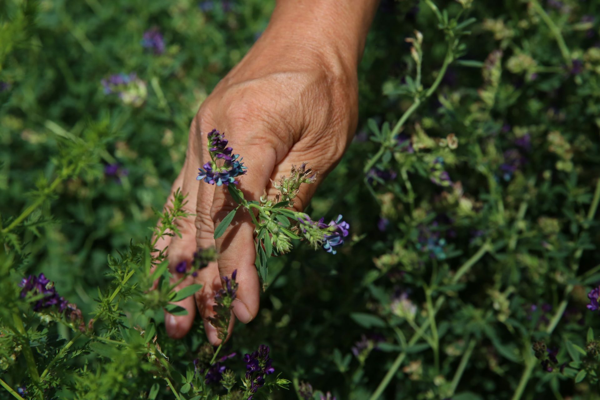 New Alfalfa Varieties Take Root Seed Today