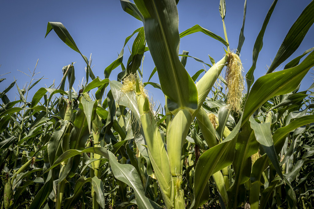 Modified Corn Does Not Damage NonTarget Organisms Seed…