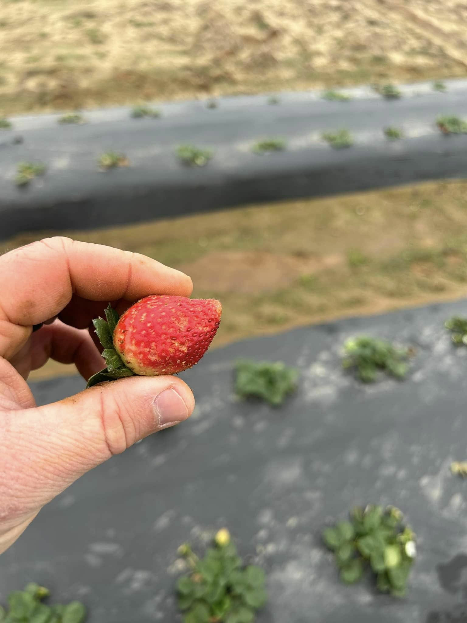 Warm Weather Prompts Early Undercover Strawberries, But Winter’s……