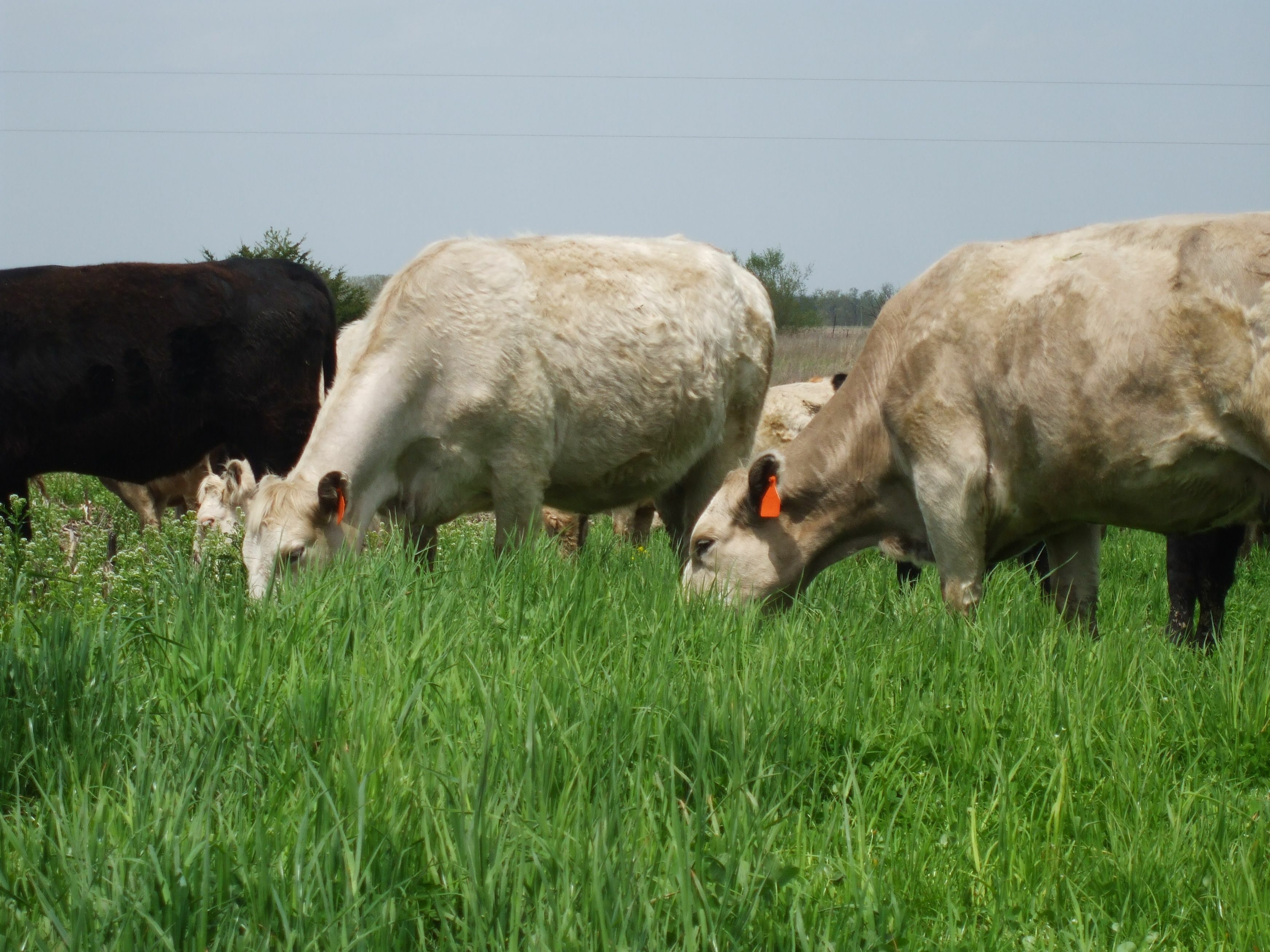 Cover Crop Corner Extending The Grazing Season To Add Value To…