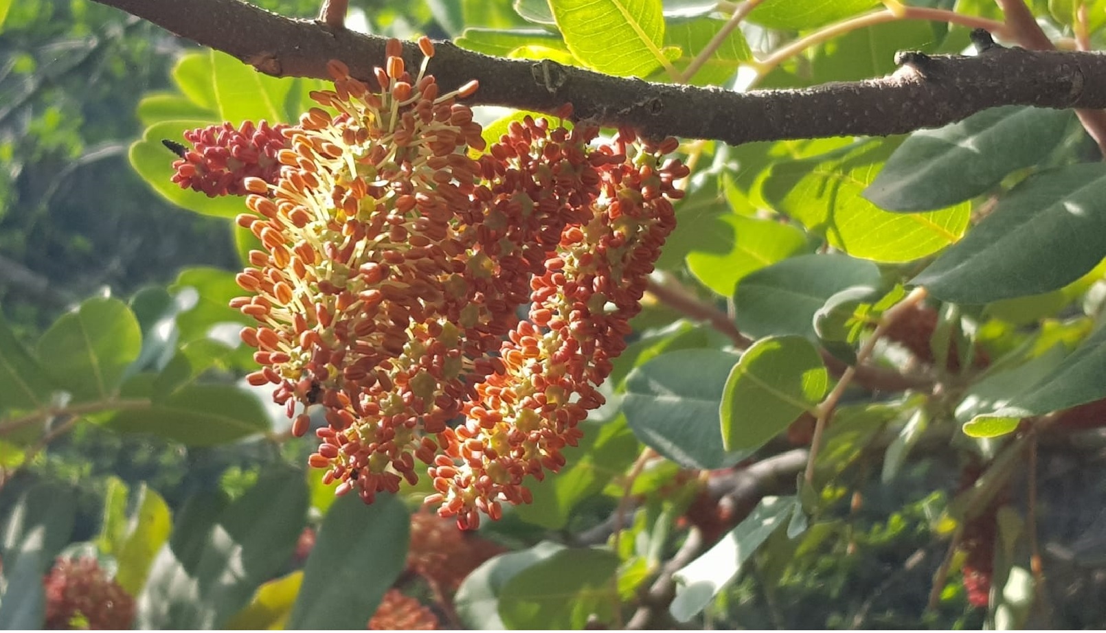 CarobWay Explores The Hidden Gems of Carob, Sustainably Seed Today