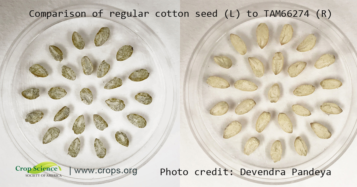 Are There Edible Cotton Seeds? Seed Today