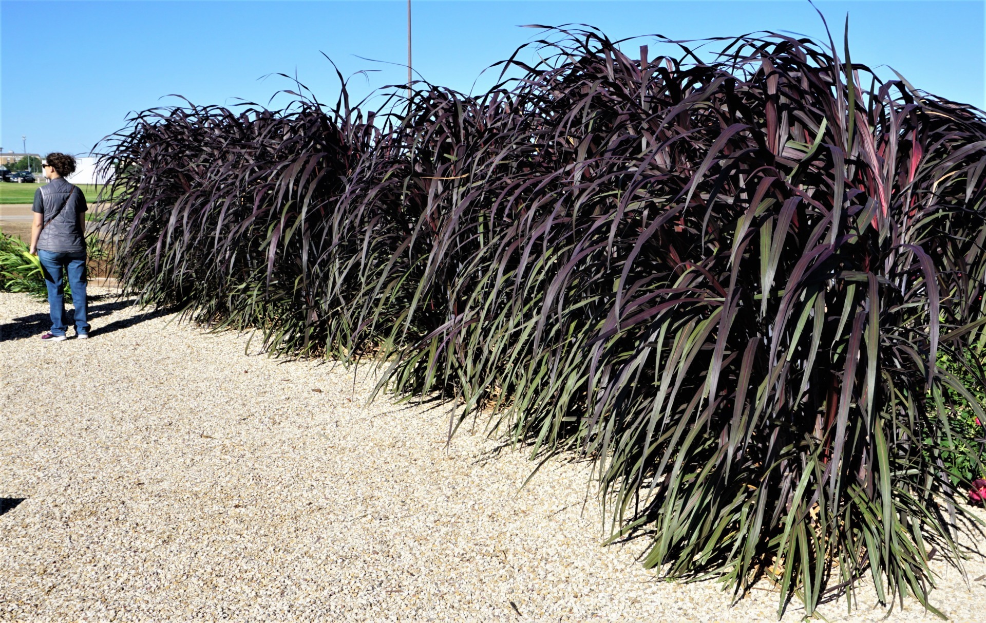 Black Stockings Napier Grass Newest Texas Superstar Seed Today