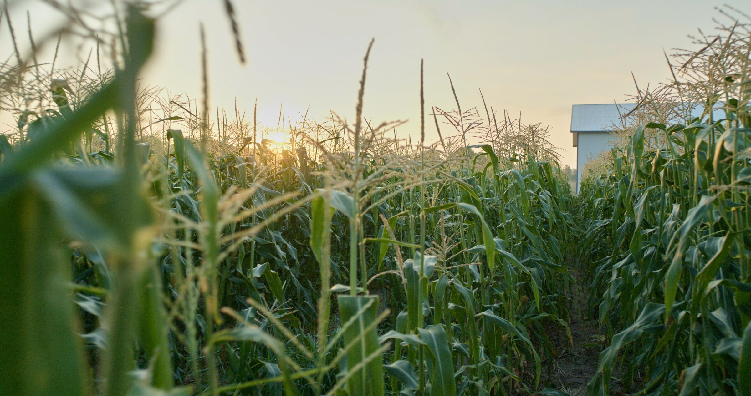 New Research Reveals Regulatory Features Of The Maize Genome During…