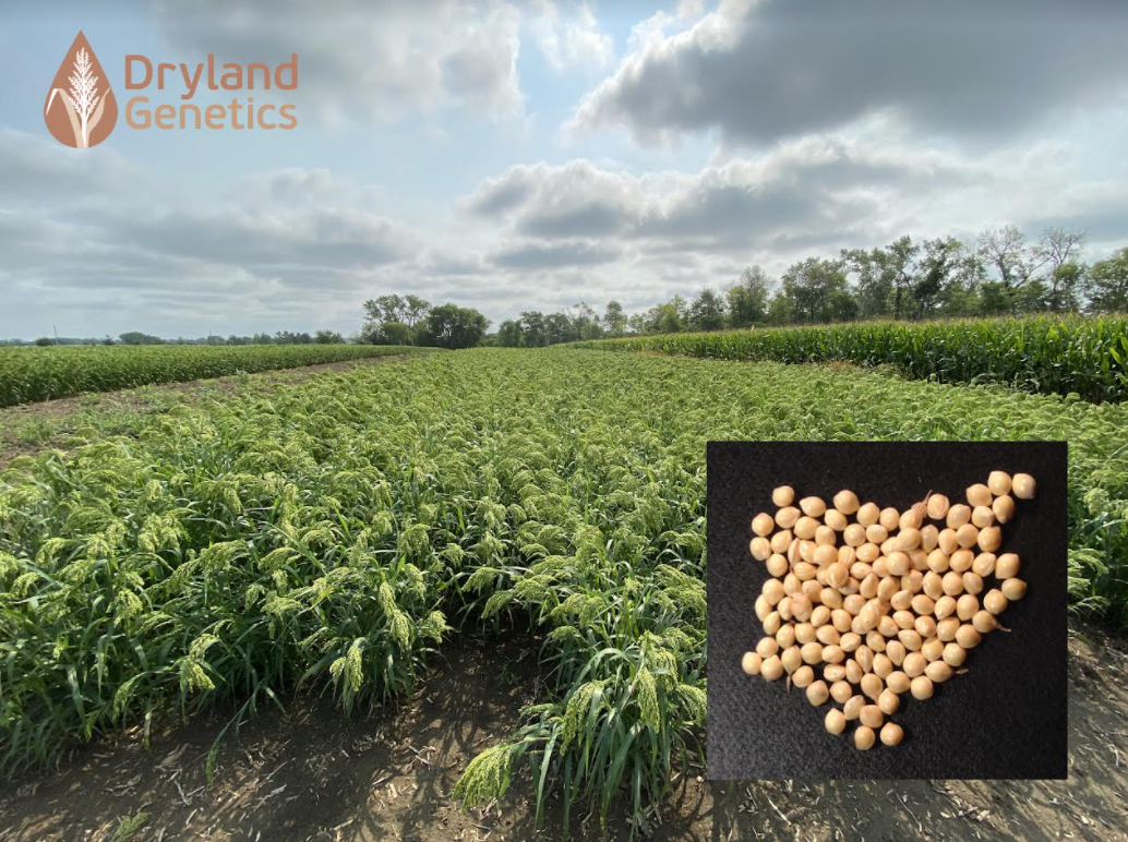 New Proso Millet Varieties Shown To Boost Yields On NonIrrigated…