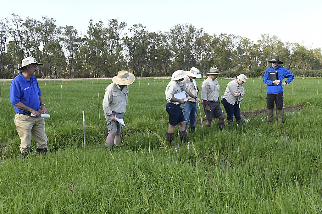 Improved Weed Control With Corteva's New DrillSeeded Rice Herbicide
