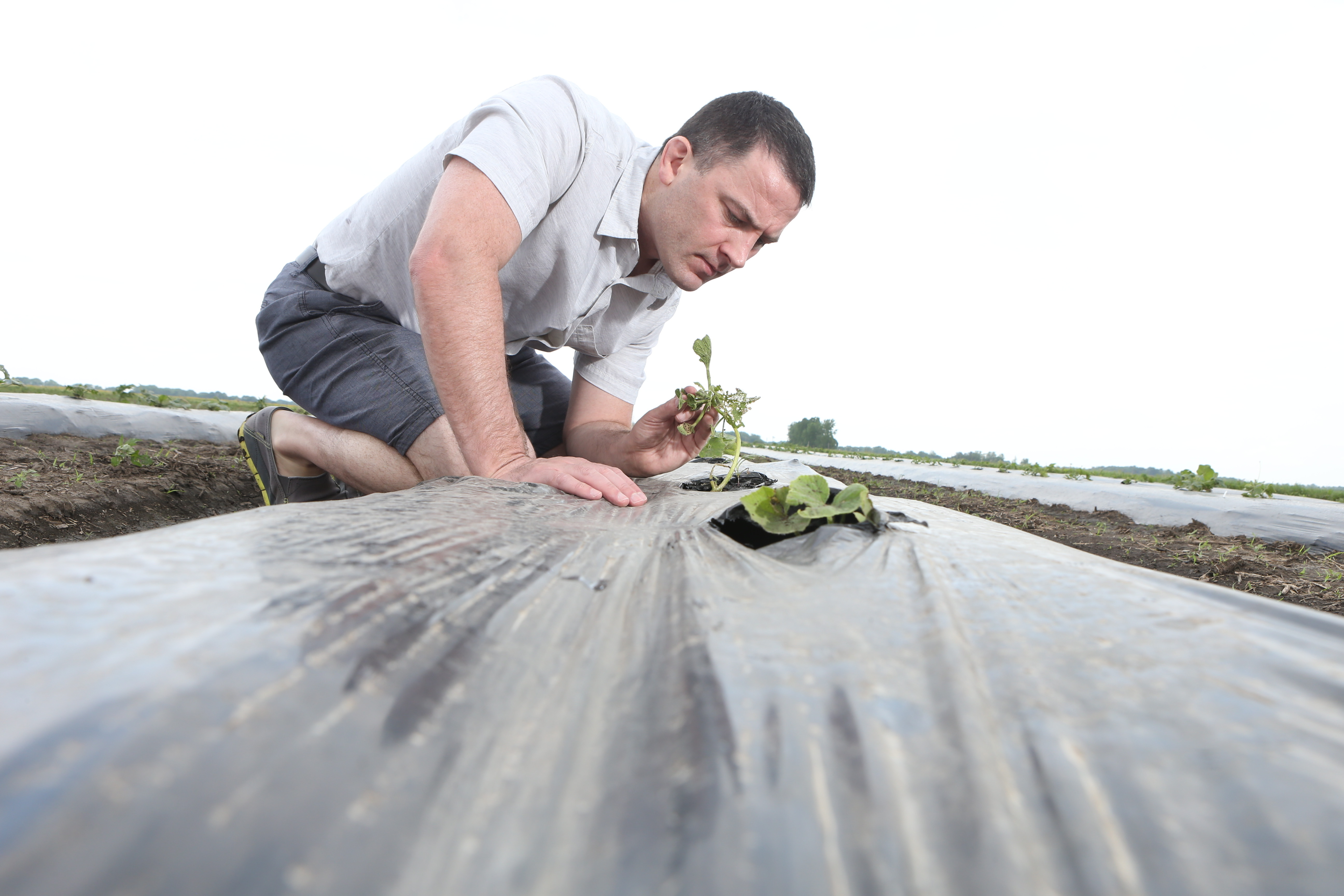 As Needed Pesticide Use Brings Wild Bees Increases Watermelon 