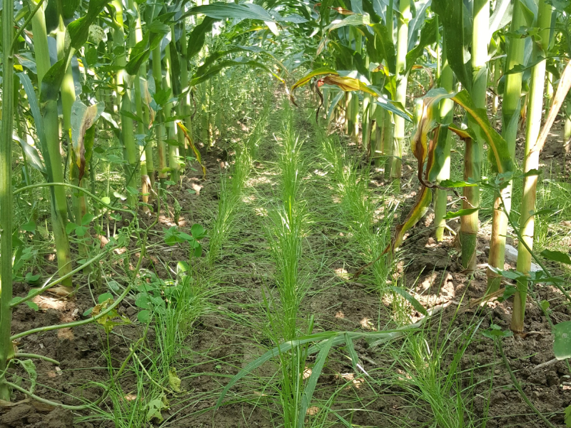 Why Interseeding Might Be The Boost Cover Crops Need Seed Today