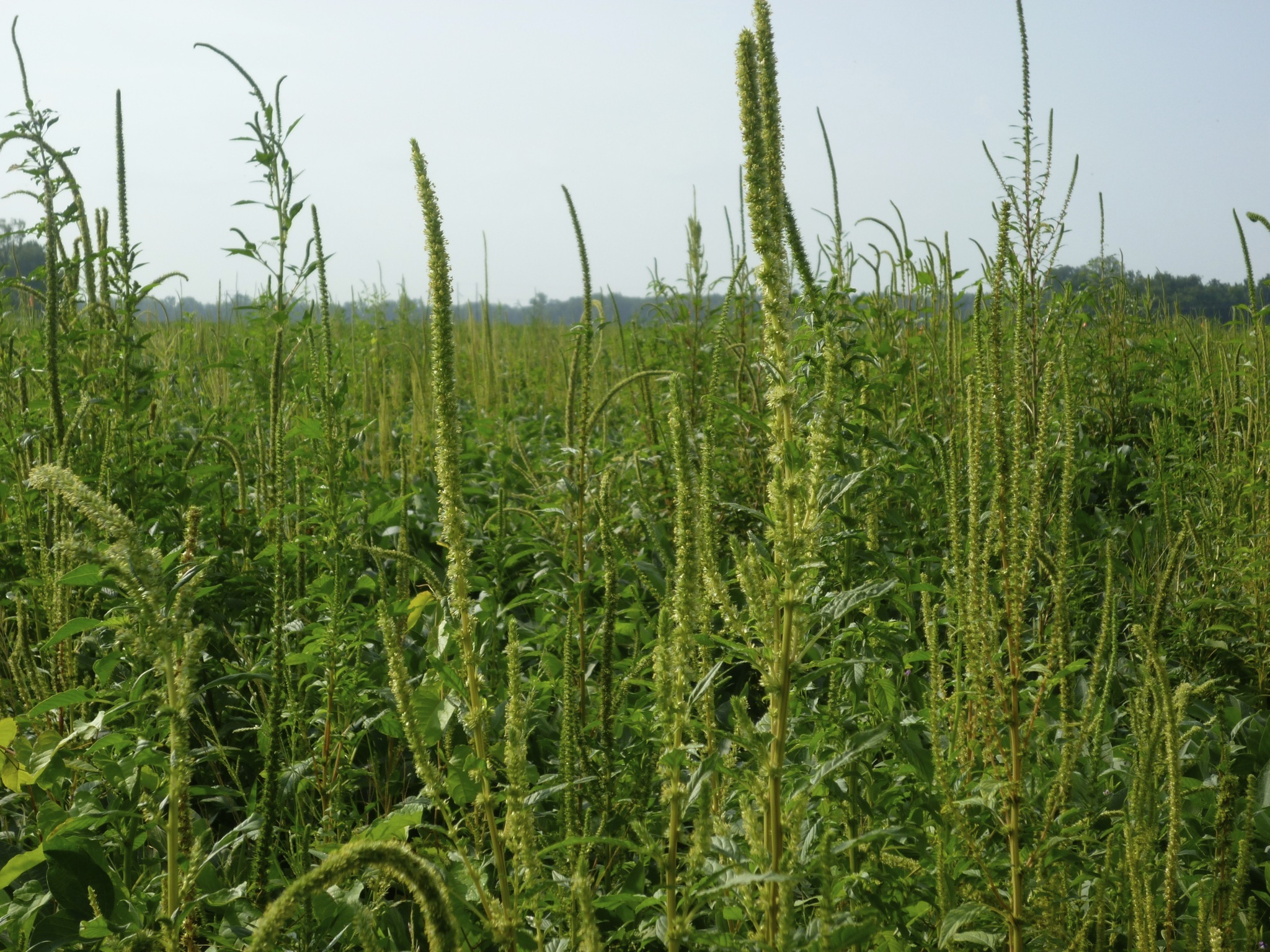 Palmer Amaranth’s Molecular Secrets Reveal Troubling Potential