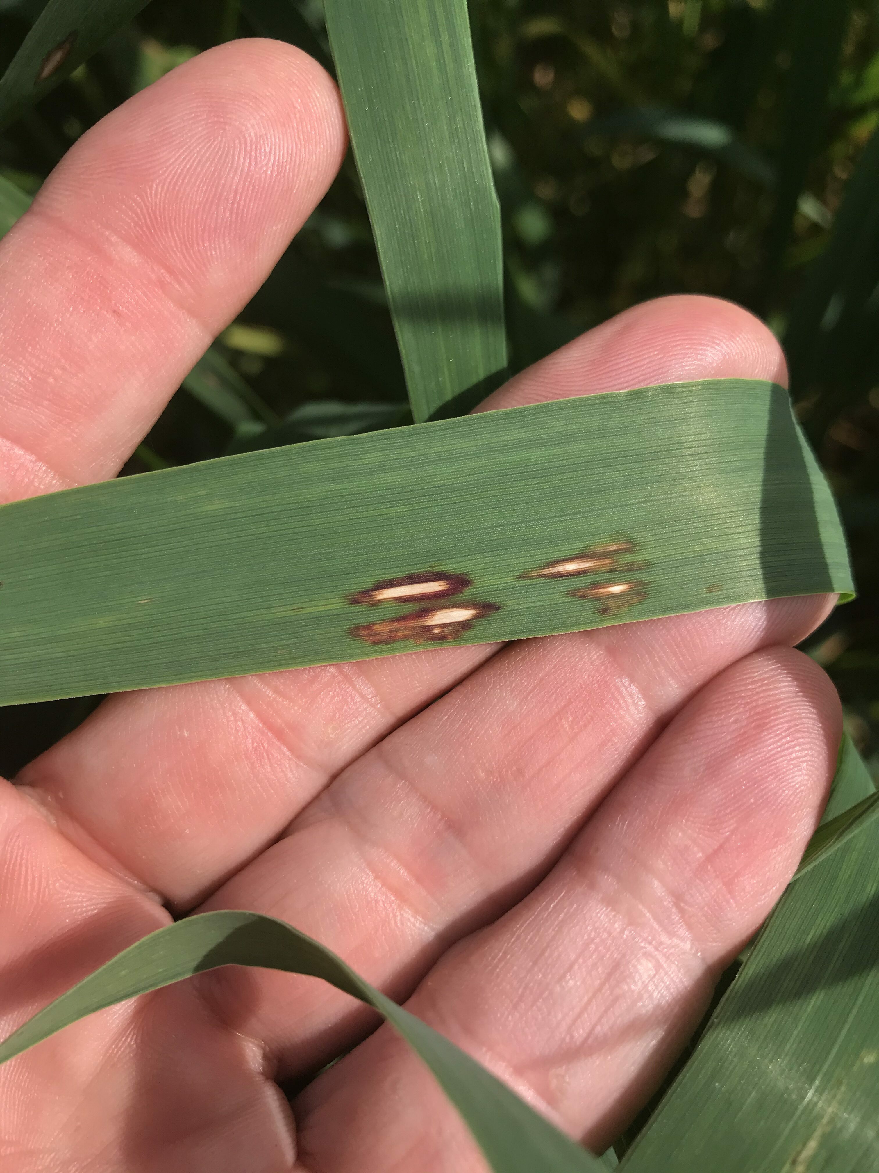 Oat Growers In Western Australia To Keep Watch For Plant Disease