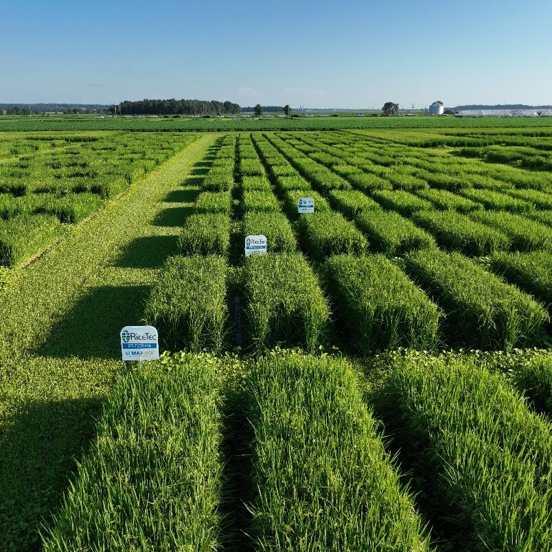 RiceTec Introduces New CEO and First Medium Grain Hybrid At Field Day…