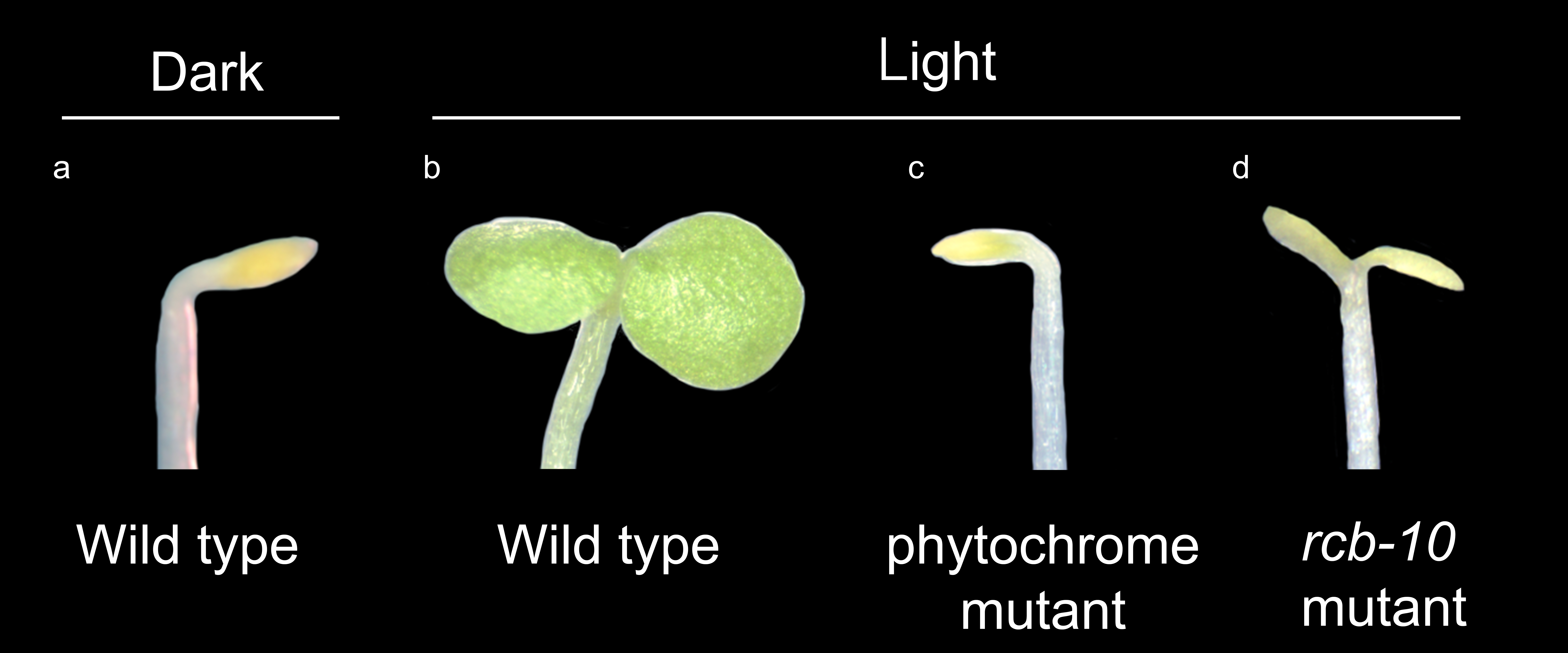 UCR Research Uncovers Elusive Process Essential To Plant Greening