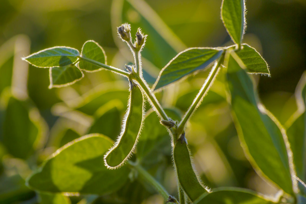 U S Soy Sustainability Assurance Protocol SSAP Hits 100 Million 