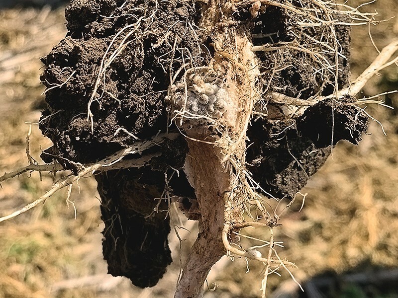 What Sunn Hemp Is and How It Is Used In Agronomy Seed Today