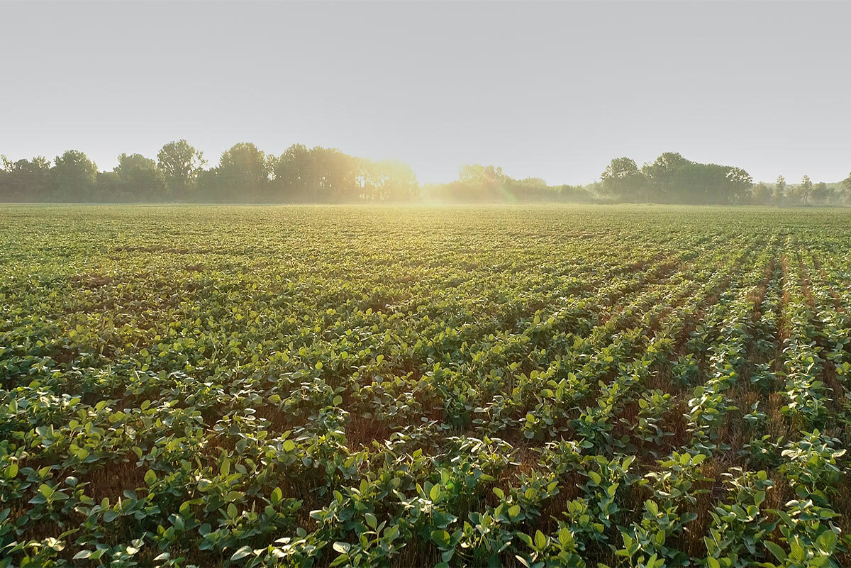 Research Reveals How a Single Enzyme Can Boost Soybean Oil Production…