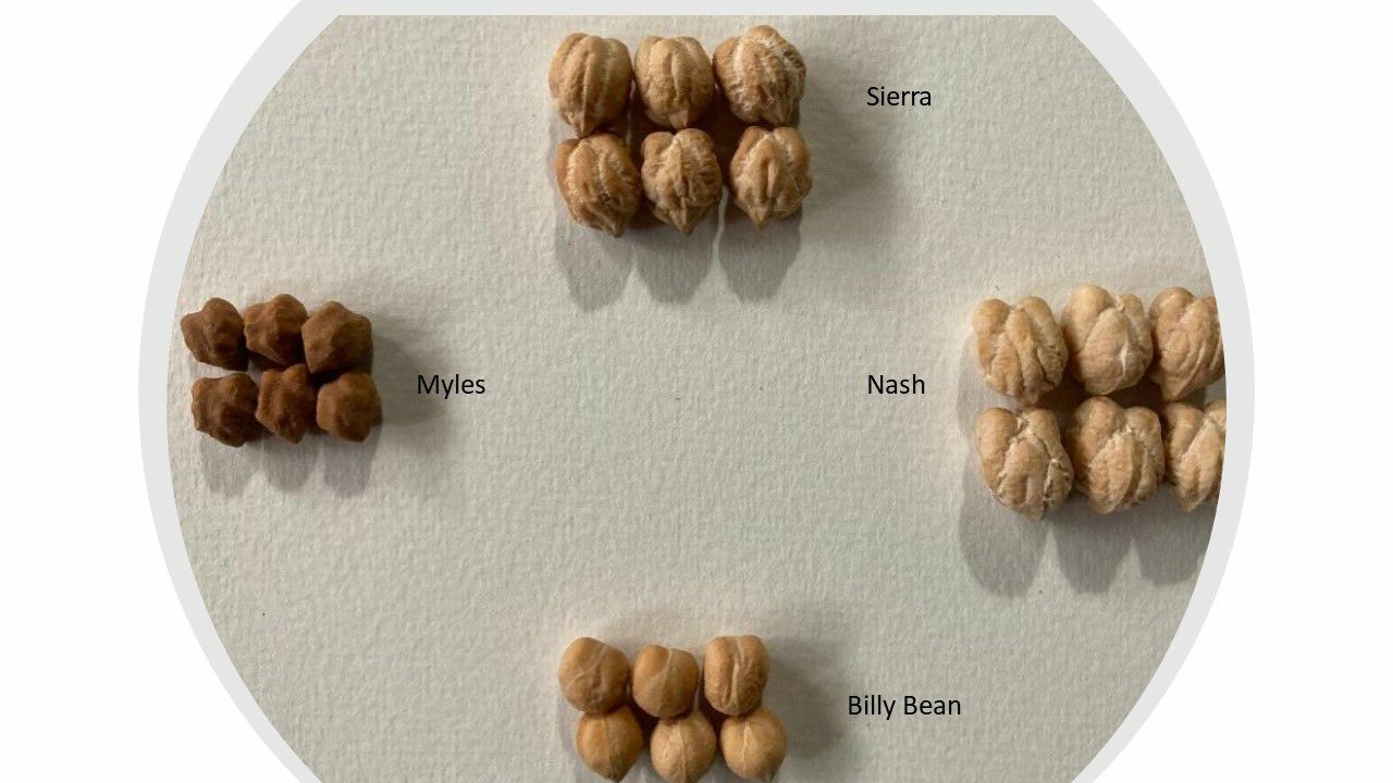 Chickpea Reduce Need For Chemicals Seed Today