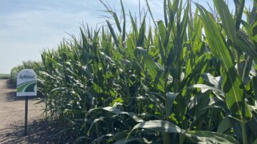 AgReliant Genetics held an Innovation Days event for the AgriGold brand Aug. 23-24 near Champaign, IL to showcase products in its portfolio. (Chris Lusvardi photos)