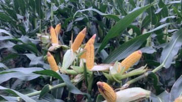 A hot, dry stretch during pollination led to tip back and kernel abortion for some fields in the Mid-South.