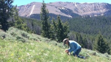 BLM employee Kelly Savage collects native seeds on public lands in Montana. (BLM Photo)