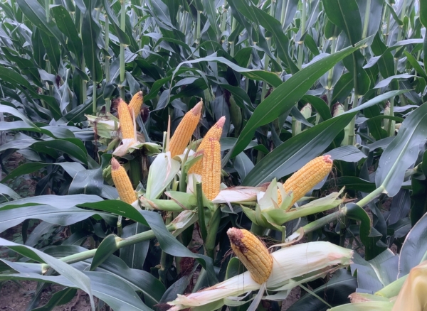 A hot, dry stretch during pollination led to tip back and kernel abortion for some fields in the Mid-South.