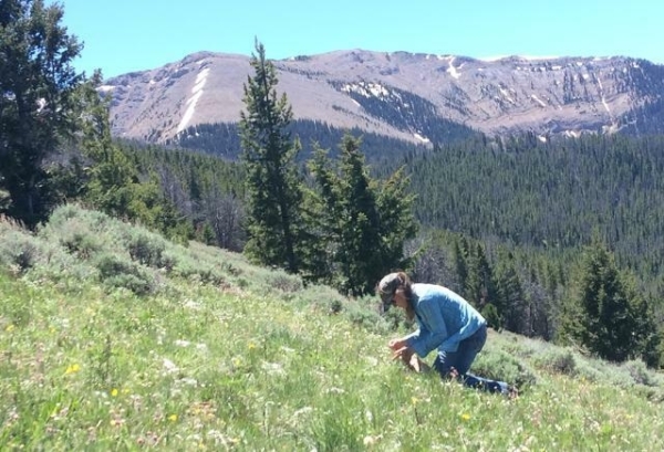 BLM employee Kelly Savage collects native seeds on public lands in Montana. (BLM Photo)